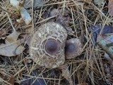 Chlorophyllum olivieri image