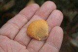 Tapinella panuoides image