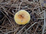 Hygrophoropsis aurantiaca image