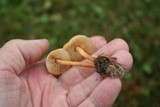 Marasmius oreades image