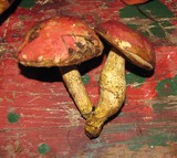Harrya chromapes image