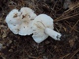 Tricholoma albidum image