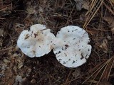 Tricholoma albidum image