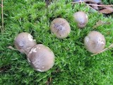 Tricholoma portentosum image