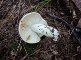 Tricholoma portentosum image