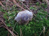 Tricholoma portentosum image