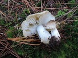 Tricholoma portentosum image