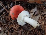 Russula silvicola image