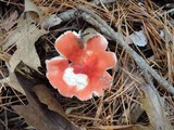 Russula silvicola image