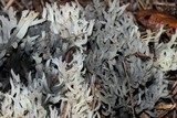 Clavulina coralloides image