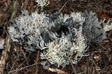 Clavulina coralloides image