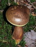Imleria badia image