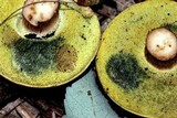 Imleria badia image