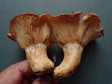 Lactarius olympianus image