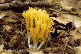 Clavulinopsis corniculata image