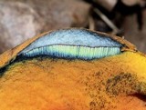 Boletus luridus image