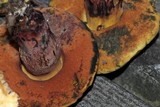 Boletus luridus image
