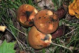 Boletus luridus image