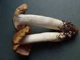 Entoloma rhodopolium image