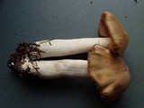 Entoloma rhodopolium image