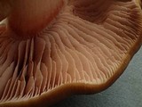 Entoloma rhodopolium image