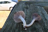 Hygrocybe lacmus image