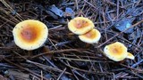 Hygrophoropsis aurantiaca image