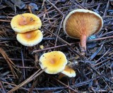 Hygrophoropsis aurantiaca image