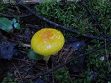Amanita frostiana image