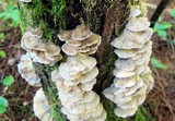 Bjerkandera adusta image