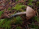 Inocybe mucidiolens image