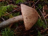 Inocybe mucidiolens image