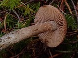Inocybe mucidiolens image