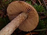 Inocybe mucidiolens image
