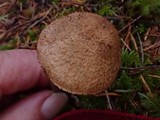 Inocybe mucidiolens image