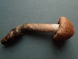 Inocybe mucidiolens image