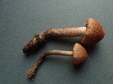 Inocybe mucidiolens image