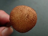 Inocybe mucidiolens image