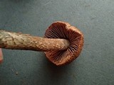 Inocybe mucidiolens image