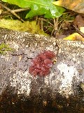Ascocoryne sarcoides image