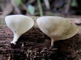 Cookeina colensoi image