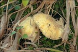 Albatrellus ovinus image