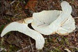 Albatrellus ovinus image
