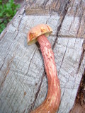 Aureoboletus russellii image