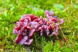Ascocoryne sarcoides image
