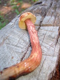 Aureoboletus russellii image