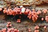 Arcyria denudata image