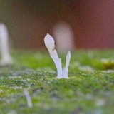 Multiclavula mucida image