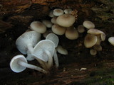 Clitocybula abundans image