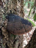 Phellinus gilbertsonii image